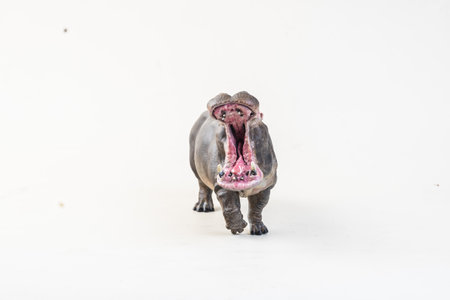 hippopotamus on isolated background  .の写真素材