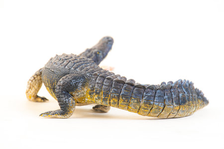 Nile crocodile animal on isolated background .の写真素材