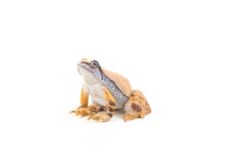frog on isolated background .の写真素材