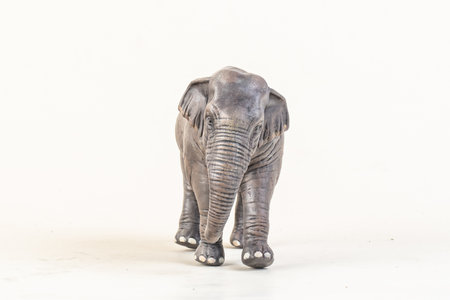 asian elephant on isolated background.