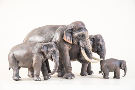 asian elephant on isolated background .の写真素材