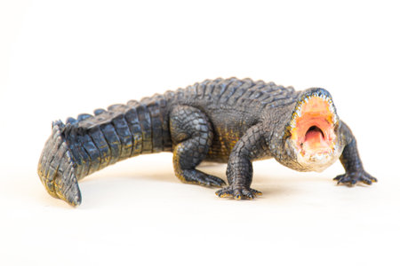 Nile crocodile animal on isolated background .の写真素材
