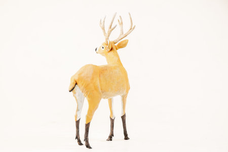 deer animal on isolated background .の写真素材