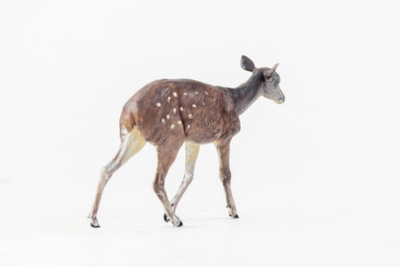deer animal on isolated background .の写真素材