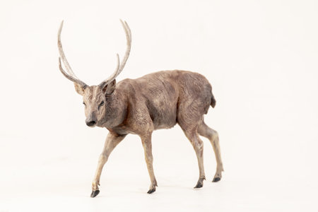 deer animal on isolated background .の写真素材