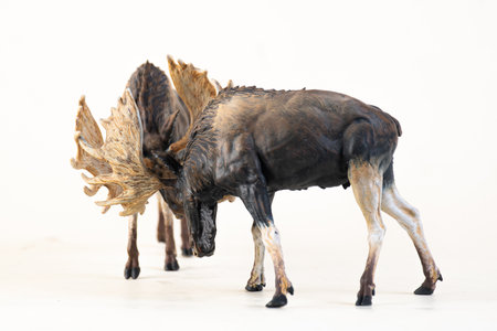 reindeer animal on isolated background .の写真素材