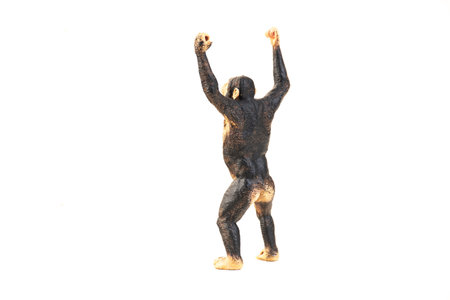 chimpanzee animal on isolated background.
