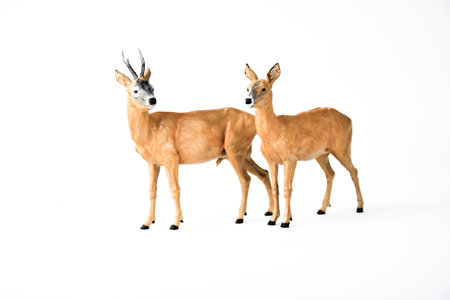 Roe Deer on isolated background.の写真素材