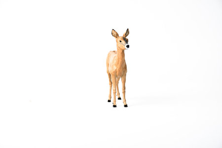 Roe Deer animal on isolated background .の写真素材