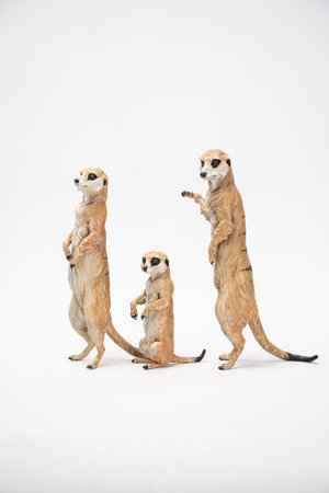 meerkat on isolated background .の写真素材