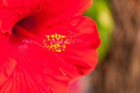 red flowers use for backgroundの写真素材