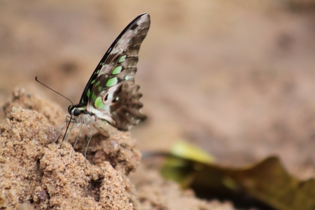 Common Bluebottle butterfly coimbatore の写真素材