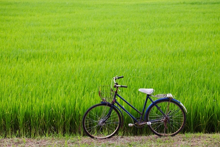 old bicycle with paddy field background の写真素材