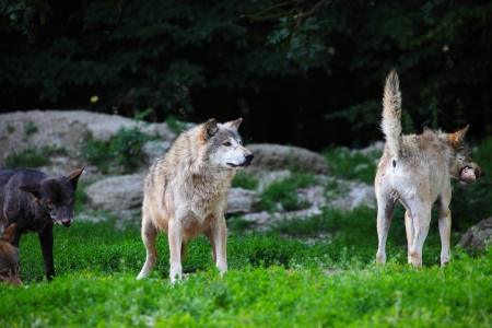 Pack of wolves feeding on carcass in natural