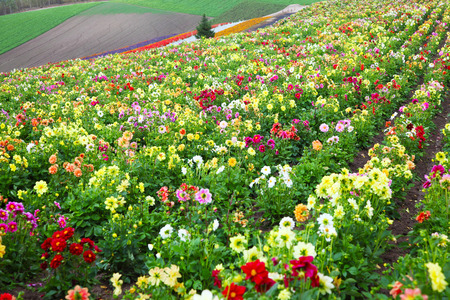 Flower Garden in Hokkaido, Japanの写真素材