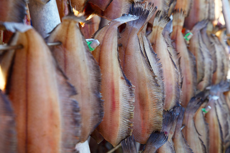Dried Fish under Sunlight in Hokkaido, Japanの写真素材