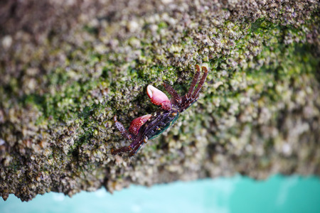 Crab Finding Food on Rocky Beachの写真素材
