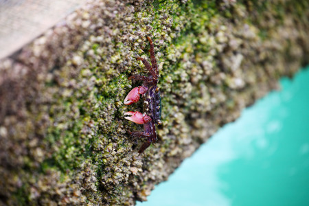 Crab Finding Food on Rocky Beachの写真素材