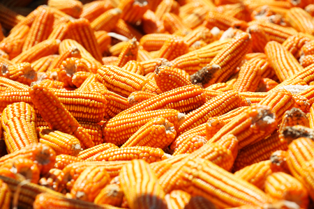 Grain of Ripe Corn