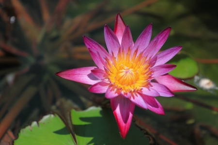 Pink lotusの写真素材