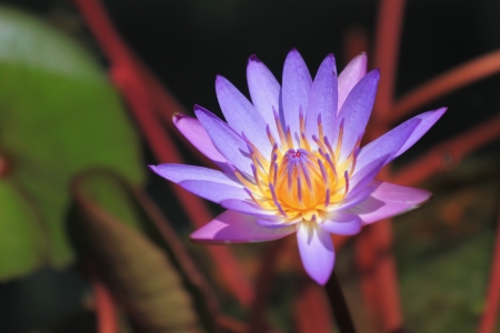 Purple Lotusの写真素材