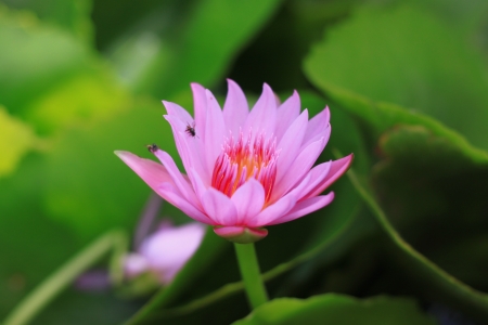 pink Lotus And green lotus leavesの写真素材