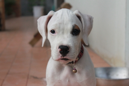 White dog の写真素材