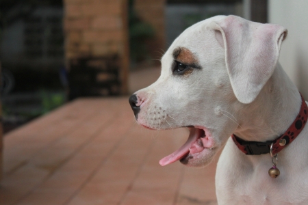 White Puppyの写真素材