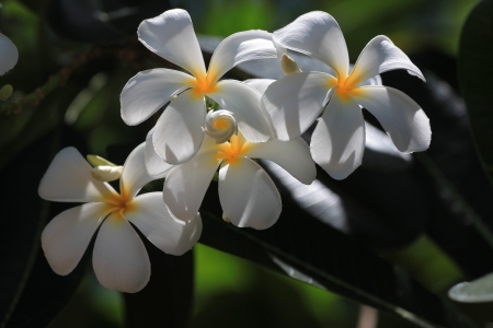 Four Frangipani in the Back garden homeの写真素材