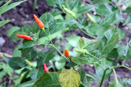 The Red Paprika Tree grown in my own familyの写真素材
