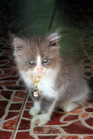 Naughty cute kitten with bright Ananta の写真素材