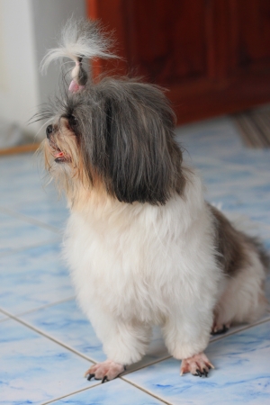 The dog Shizu it Looking for friend の写真素材