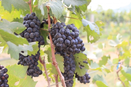 Purple grape it s made wine  の写真素材
