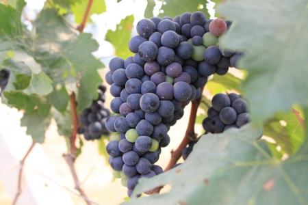 Purple grape it s made wine の写真素材