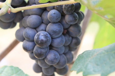 Purple grape it s made wine の写真素材