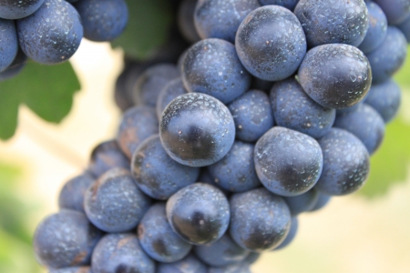 Purple grape it s made wine  の写真素材
