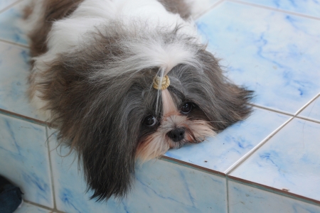 The dog is shizu looking for friend の写真素材