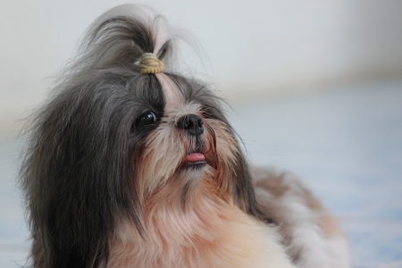 The dog is shizu looking for friend の写真素材
