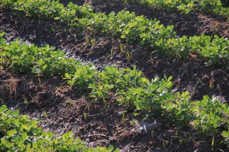 Seedling Peanut Farm の写真素材
