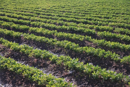 Seedling Peanut Farm の写真素材