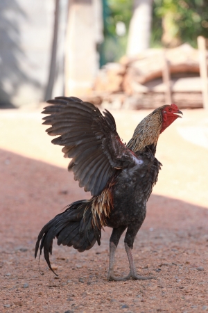 Thai Chicken Winged の写真素材