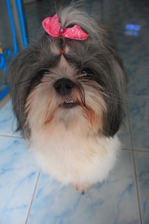 The dog is shizu looking for friend の写真素材
