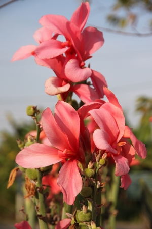 Red Canna flowers  の写真素材