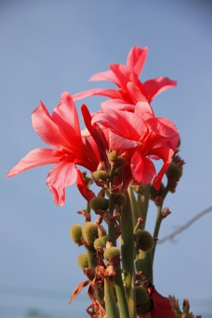 Red Canna flowers  の写真素材