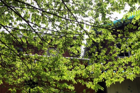 Light green trees の写真素材