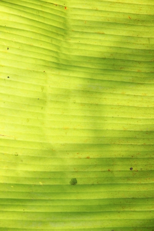 Banana leaf It has a pale green の写真素材