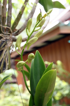 A white siam Orchid it Mild flower の写真素材