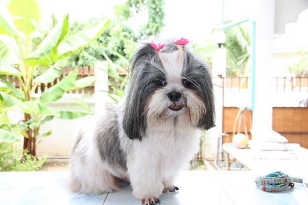 The dog Shizu it Looking for foods の写真素材