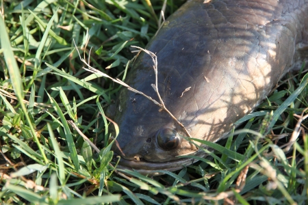 Striped snakehead fish Lying on the grass の写真素材