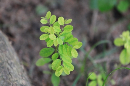 Young plant is a Three months の写真素材
